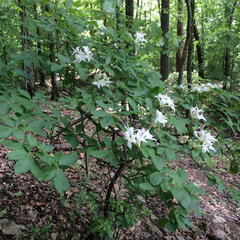 Rhododendron eastmanii