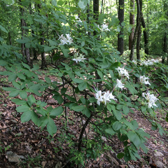 Rhododendron eastmanii
