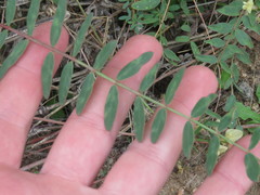 Astragalus deanei