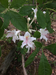 Rhododendron eastmanii