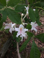Rhododendron eastmanii