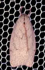 Euchaetis rhodochila