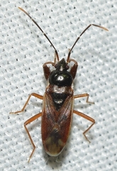 Eremocoris fenestratus