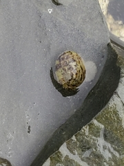 Testudinalia testudinalis