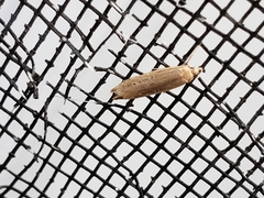 Limnaecia phragmitella