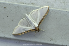 Cydalima laticostalis