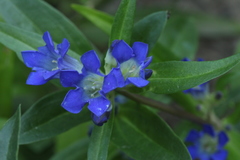 Gentiana dahurica