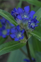 Gentiana dahurica