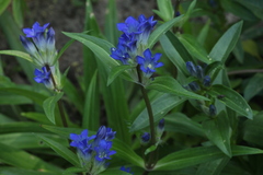 Gentiana dahurica