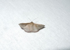 Banisia