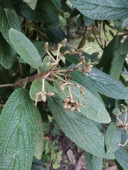 Viburnum rhytidophyllum
