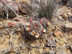 Mammillaria dioica