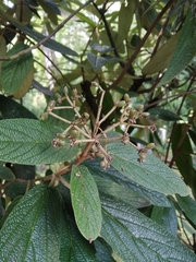 Viburnum rhytidophyllum