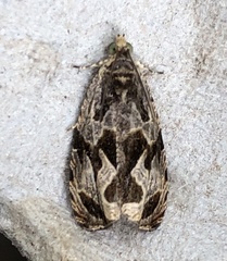 Olethreutes nigranum