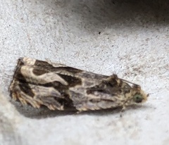 Olethreutes nigranum