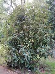 Viburnum rhytidophyllum