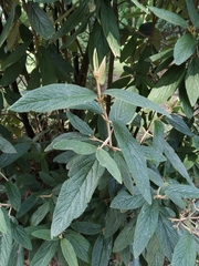 Viburnum rhytidophyllum