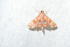 Chalcidoptera emissalis
