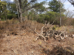 Juniperus communis depressa