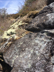 Juniperus communis depressa