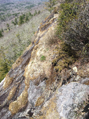 Juniperus communis depressa