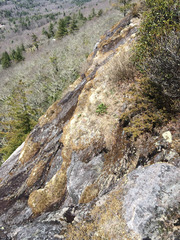 Juniperus communis depressa