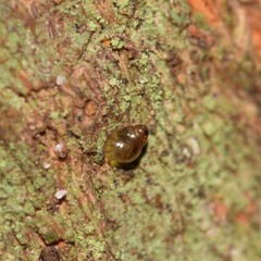 Tornatellinops mastersi