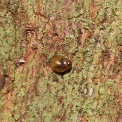 Tornatellinops mastersi