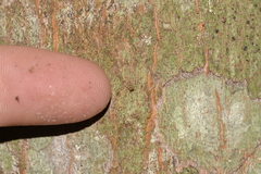 Tornatellinops mastersi