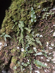 Asplenium trichomanes trichomanes
