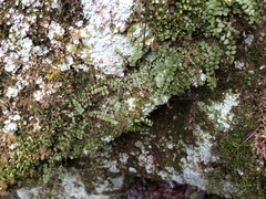 Asplenium trichomanes trichomanes