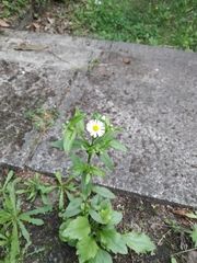 Erigeron annuus