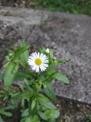 Erigeron annuus