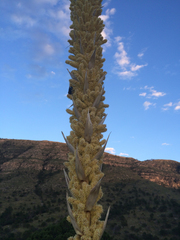 Dasylirion leiophyllum