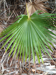 Coccothrinax