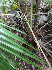 Coccothrinax