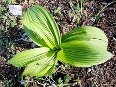 Veratrum album
