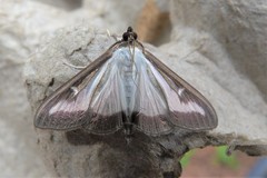 Cydalima perspectalis