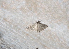 Glyphodes onychinalis