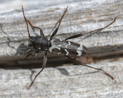 Neoclytus muricatulus