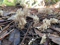 Clavulina coralloides image