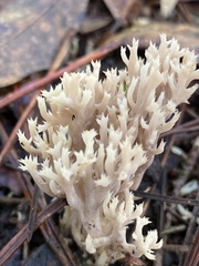Clavulina coralloides image
