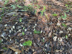 Clavulina coralloides image
