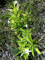 Image of Hippobroma longiflora