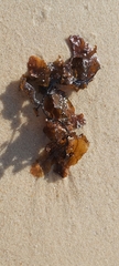 Sargassum aquifolium