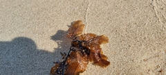 Sargassum aquifolium