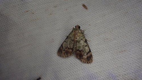 Dimorphic Macalla Moth photo 6