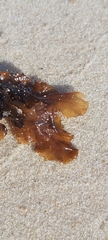 Sargassum aquifolium