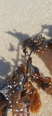 Sargassum aquifolium