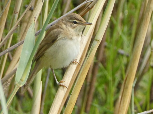 Paddyfield Warbler, photo 6 of 9